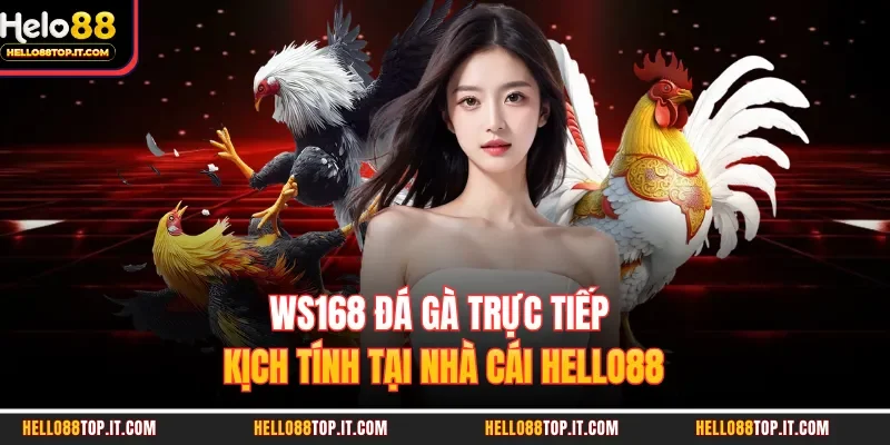 WS168 Đá Gà Trực Tiếp Kịch Tính Tại Nhà Cái Hello88